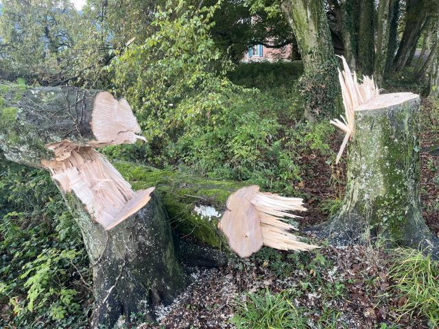 Rapperswil-Jona: Unbekannte fällen 11 Bäume - Zeugenaufruf
